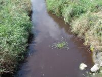 Lawsuit aims to loosen CAFO waste restrictions in Wisconsin. Even farmers are alarmed. Discolored Stream Water After Manure Spill