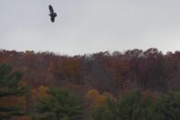 Freedom to fly