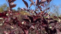 Afton State Park Phenology, Nov. 10 to Nov. 23