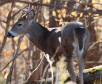 Deer hunters crossing river raise questions about legality and logistics