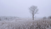 Afton State Park Phenology November 24 to December 7
