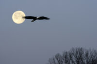 Afton State Park Phenology, December 22, 2023 – January 4, 2024