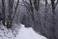 Afton State Park phenology, January 31 to February 13