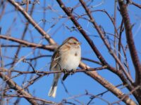 Afton State Park phenology, February 16 to 29