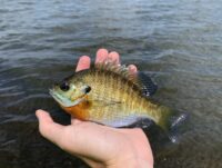 New fishing regulations for Wisconsin anglers on the St. Croix River effective March 1