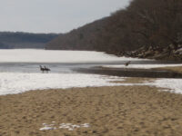 Afton State Park phenology, March 29 to April 4