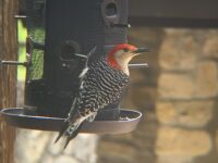 Afton State Park phenology, March 8 to 14