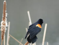Afton State Park phenology, March 15 to 21