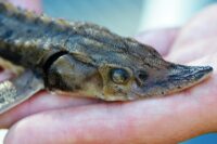 Feds say sturgeon are safe from extinction thanks to conservation efforts