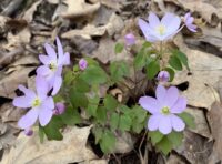 Afton State Park phenology April 26 to May 2