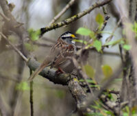 Afton State Park phenology, April 12 to 18