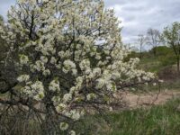 Afton State Park Phenology, May 10 to May 16