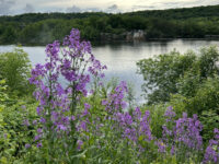 Help prevent the spread of invasive species