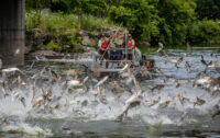 Minnesota moves to block invasive carp on Mississippi River