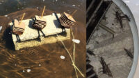 Submerged ‘bug hotels’ tell a story about clean water
