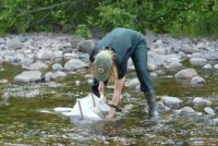 Young scientists contribute to critical studies of lakes and rivers at St. Croix Watershed Research Station Mari-Leland-collects-material-from-a-North-Shore-river-as-part-of-research-into-a-harmful-algae-species