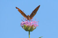 Afton State Park phenology, July 19 to 26