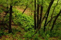 Afton State Park phenology, August 2 to August 8