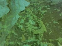 Lower river beaches battling blue-green algae blooms