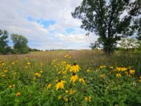 Afton State Park phenology, August 30 to September 5