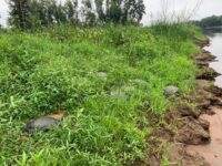 St. Croix River fish survey causes numerous turtle deaths 456975668_10162000421639400_8640020745157090060_n