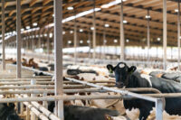 WIWA_EmeraldDairyEnvironment