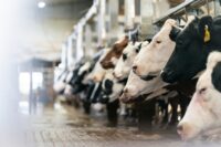 How many manure spills is too many? St. Croix County residents scrutinize big farm’s new owner WIWA_EmeraldDairyEnvironment