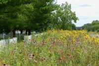 Common ground: Two river valley residential developments reduce environmental impacts