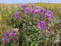 Land conservancy acquires 'last link' for popular preserve 20240910_093120