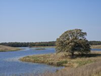 New public land provides surprising owl observation