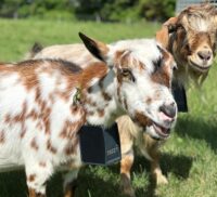 Nigerian Dwarf Goat with Collar
