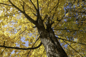 Afton State Park phenology, October 2 to 8