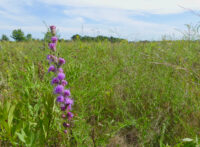 The past, present, and future of prairie in the St. Croix Valley