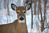 Annual public meetings in Wisconsin about fish, wildlife, and water will discuss several St. Croix-related issues