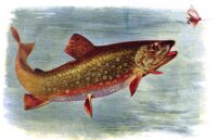 Wisconsin DNR identifies priority places to protect to help brook trout persist in a changing world