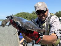 Good to gar: Scientists celebrate overlooked species as 'rough fish' research ramps up in Minnesota IMG_6502