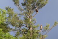 The top 10 posts on St. Croix 360 in 2024 bald eagles white pine