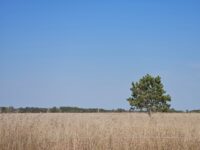 Minnesota DNR invites public comment to shape offerings at new Keystone Woods Wildlife Management Area