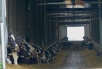 Court dismisses lawsuit that sought to override local factory farm ordinance