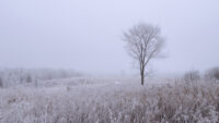 Afton State Park phenology, February 14 to 27 31492235277_8dc58a18b9_k