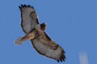 Afton State Park phenology, Feb. 28 to March 6 6950607593_835fe9904d_o