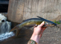 channel catfish tosaeagle68 inat