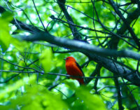 Tropical Wings accepting applications for bird habitat restoration grants