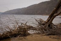 Afton State Park phenology, March 28 to April 3