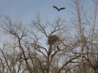 Afton State Park phenology, March 14th to 20th