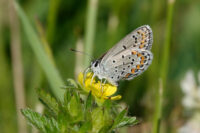 The Karner blues: Endangered butterfly barely survives along St. Croix River as similar species also struggle