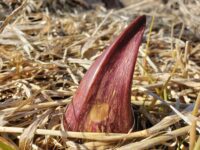 Afton State Park phenology, March 21 to 28