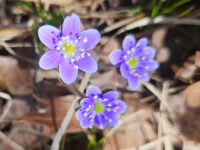 St. Croix Valley Foundation celebrates Earth Day with major expansion of environmental grants