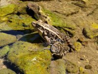Wisconsin DNR seeks volunteers for rare species citizen science