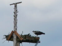 Afton State Park phenology, April 18 to 24